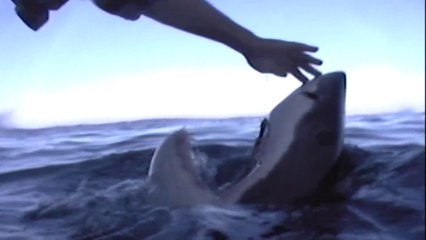 Il s'amuse à toucher le nez d'un grand requin blanc... Risqué