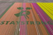 Dutch Farmers Are Writing Special Messages in Their Tulips