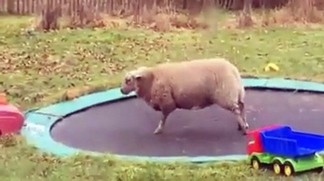 Trampoline : c'est un mouton qui saute dessus dans le jardin !