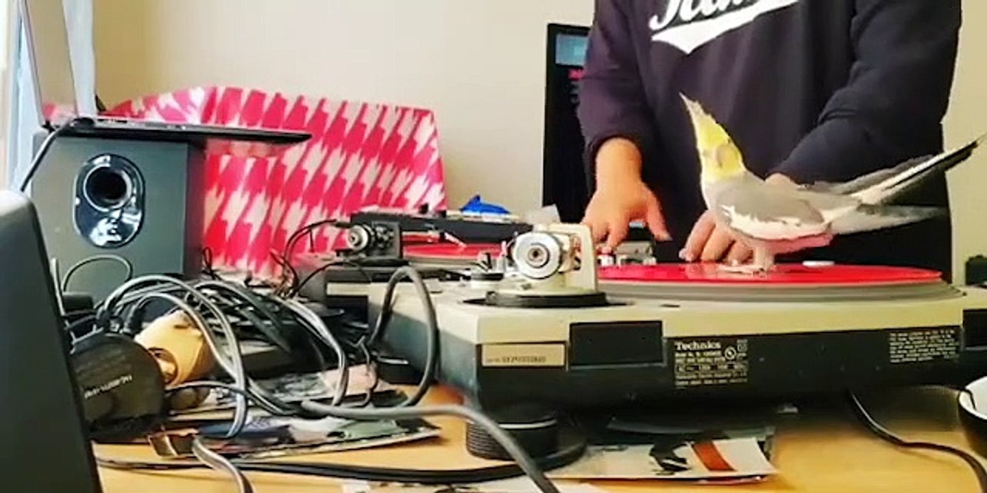 Ce DJ mixe avec son perroquet sur les platines
