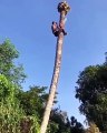 Il tronçonne un arbre cocotier géant en étant sur le tronc !