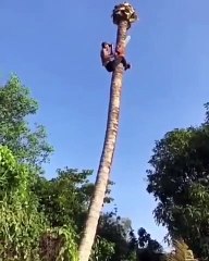 Il tronçonne un arbre cocotier géant en étant sur le tronc !
