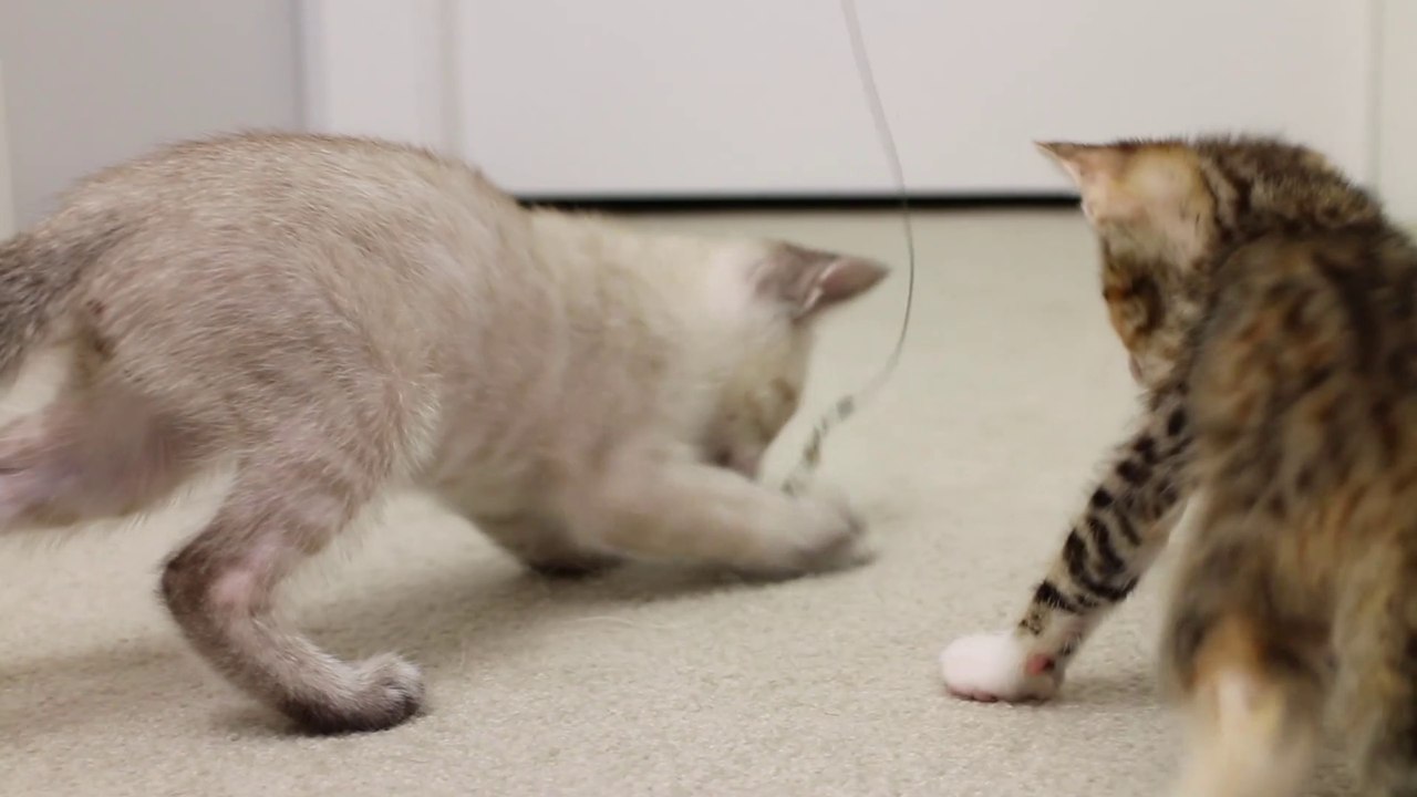 Top 10 Things You Didn't Know About Kittens