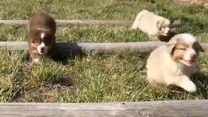 These Puppies Are Running...Straight Into Our Hearts