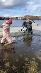 Toddler Takes a Tumble into Puddle