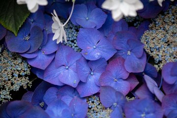 The Leaves of This Hydrangea Can Be Used to Make Sweet Tea