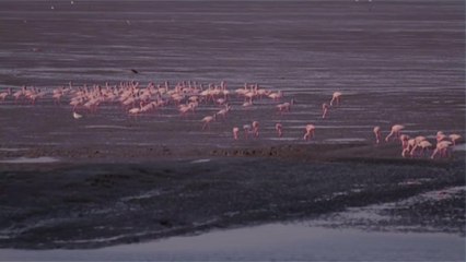 Flamingos Have Taken Over Mumbai As Humans Sit in Quarantine — and the Photos Are Amazing