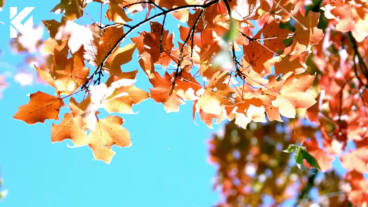 Hazrat Anas Bin Malik Ki Qabar pr Gustakhi  History of Hazrat Anas Bin Malik In Urdu Hindi