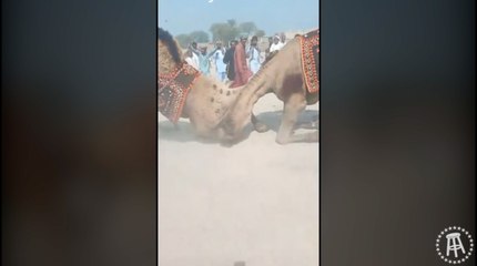 Holy Shit, Camel WRASTLIN' is REAL?!