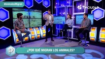 Por qué migran los animales