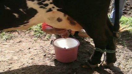 ORDEÑO DE VACAS EN EL CAMPO
