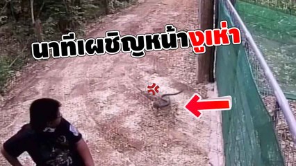 นาทีระทึก ! งูเห่าแผ่แม่เบี้ยเลื้อยตรงเข้าหาเด็กชาย แต่จักรยานล้มช่วยชีวิตไว้หวุดหวิด