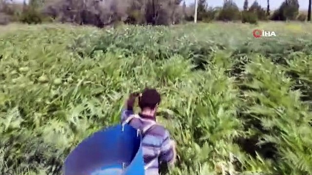 Festival iptal olunca internetten enginar satışları patladı