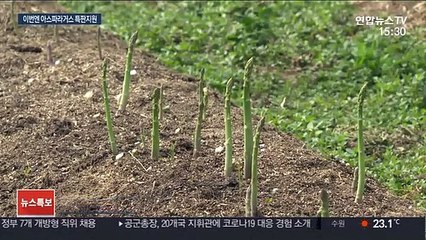 강원도, 감자 이어 판로 막힌 아스파라거스 직판 나서