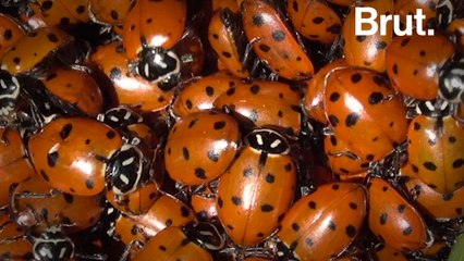 Why do convergent lady beetles gather?