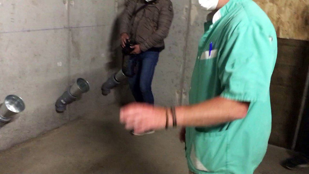 Les chiens vont-ils pouvoir détecter le Covid-19?