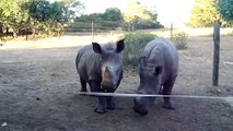 Les rhinocéros émettent des sons bizarres