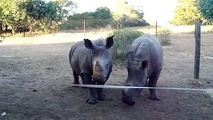 Les rhinocéros émettent des sons bizarres