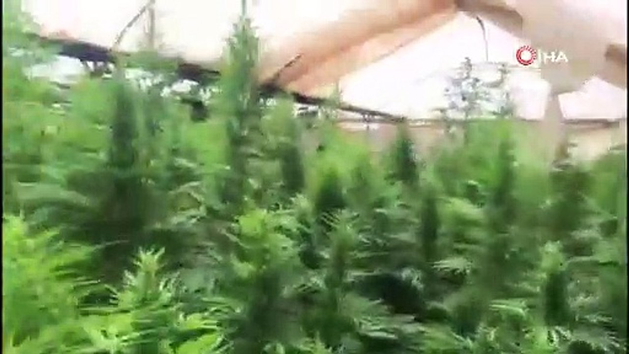 Adanada Hint keneviri serasına baskın