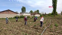 Tarım işçilerinin Ramazan ve koronavirüs günlerinde zorlu mücadelesi