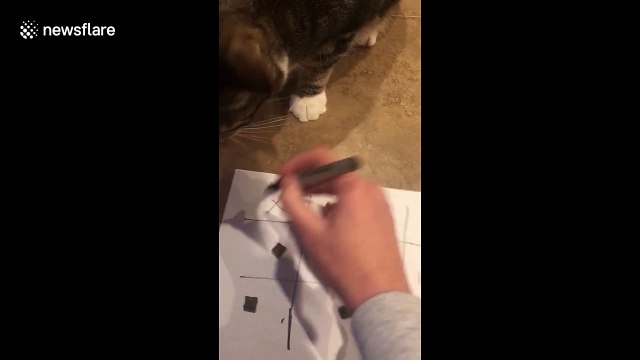 Woman goes head to head with his cat in game of Tic-Tac-Toe