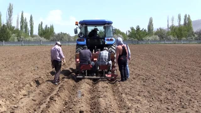 Gıda sanayisi için yerli iki patates çeşidi geliştirildi - NİĞDE