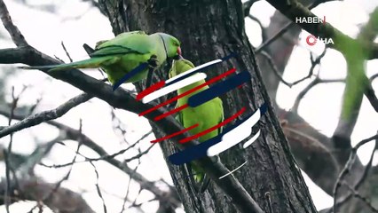 İnsanlar kalmadı, parklarda papağan aşkı görüntülendi