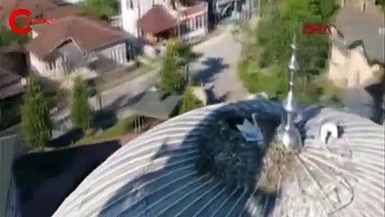 Yiyecek arayan leyleğin boynuna poşet dolandı
