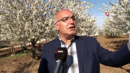 Elazığ'da bahar, tarihi mahalle Kiraz çiçekleriyle beyaza büründü