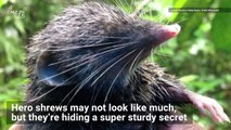 Scientists Scanned a Hero Shrew’s Spine and the Images are Crazy