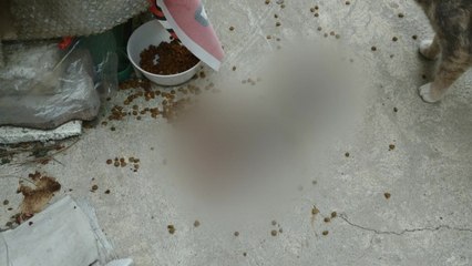 천안에서 심하게 훼손된 고양이 사체 발견돼 경찰 조사 / YTN