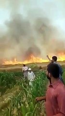Wheat Crop Burnt in Large Field