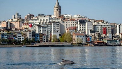 Koronavirüs: Vahşi hayvanlar daha sessiz bir dünyanın keyfini çıkarıyor