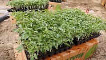 Isparta’da 1 milyon 400 bin domates fidesi toprakla buluşuyor