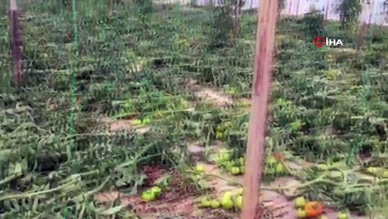 Antalya’da 2.5 dönümdeki domates fidelerini bir gecede kökünden kesip telef ettiler