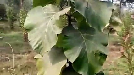 Sagwan Tree _ Teak Tree Farming _ Profitable Business In Pakistan-India