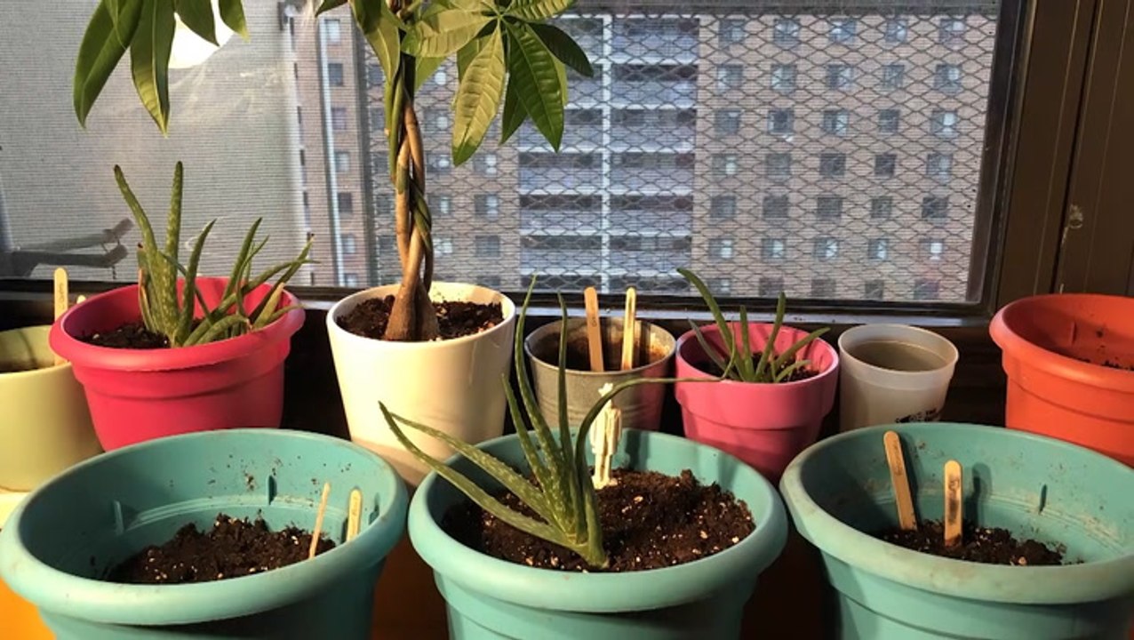 Finding peace in urban gardening