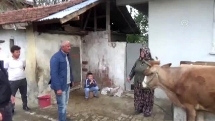 Üç ineğinden birini Milli Dayanışma Kampanyası'na bağışladı