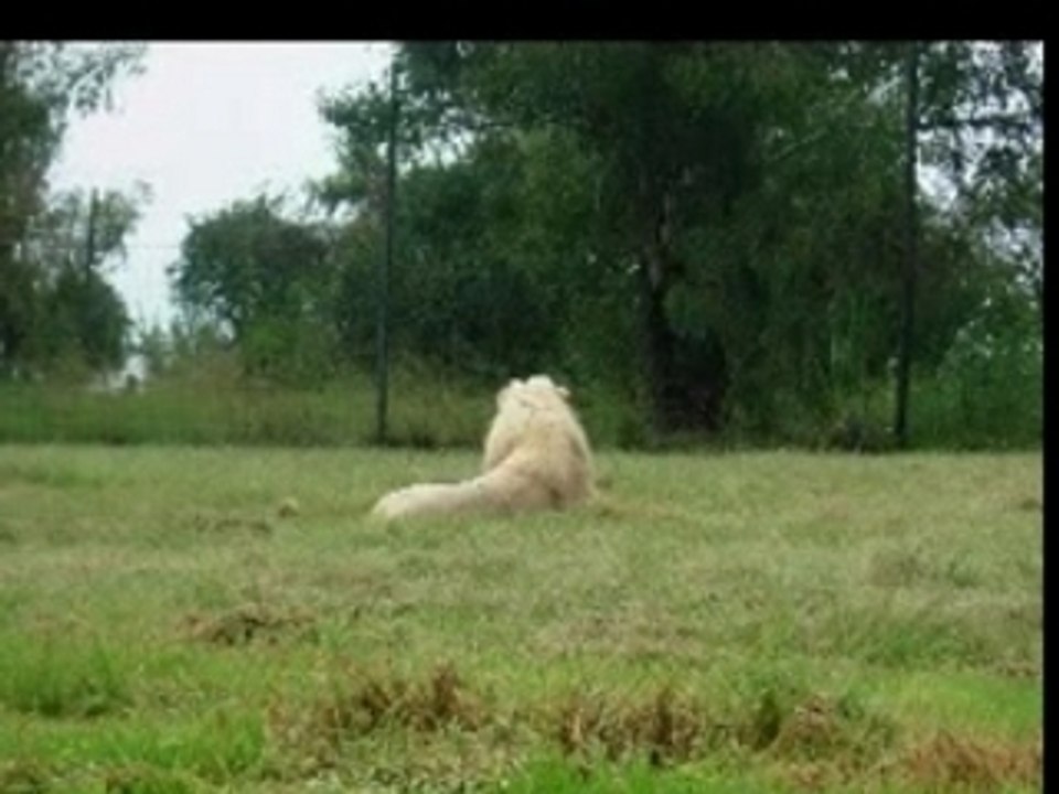 Big bisous des Lions!! Clin d'oeil à Carlos