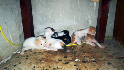 Six Kitties Found Under Table