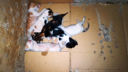 New Six Kitties Arrived