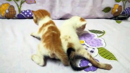 Twins First Walk Try On Bed