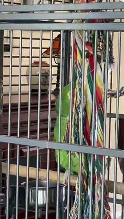 Parrot Puts on an Amazing Performance