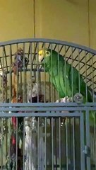 Tico the Parrot Loves Singing Along