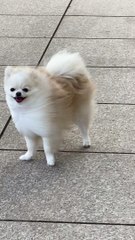 Pomeranian Enjoying the Wind Blowing Through Its Fur