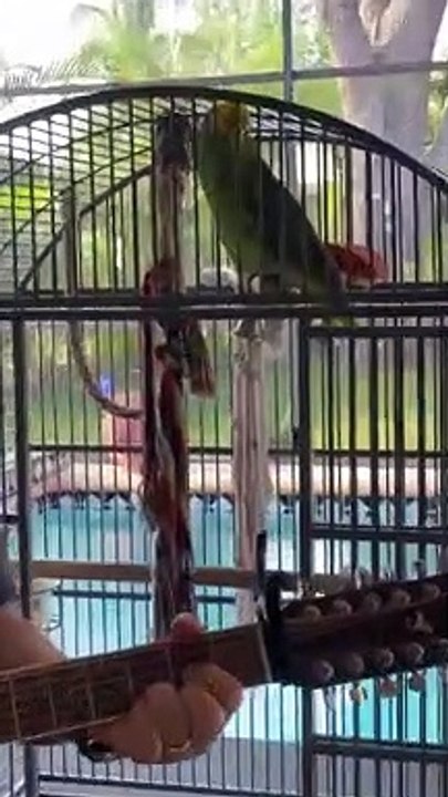 Parrot on Point With Guitar Performance