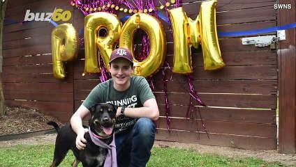 ‘Let’s Dance! And Bark!’ Animal Prom Held for TX Students Who Missed Out on Real Prom Due to Pandemic