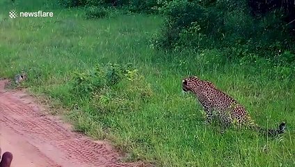 Rabbit cheats deaths as it outruns leopard in Sri Lanka national park