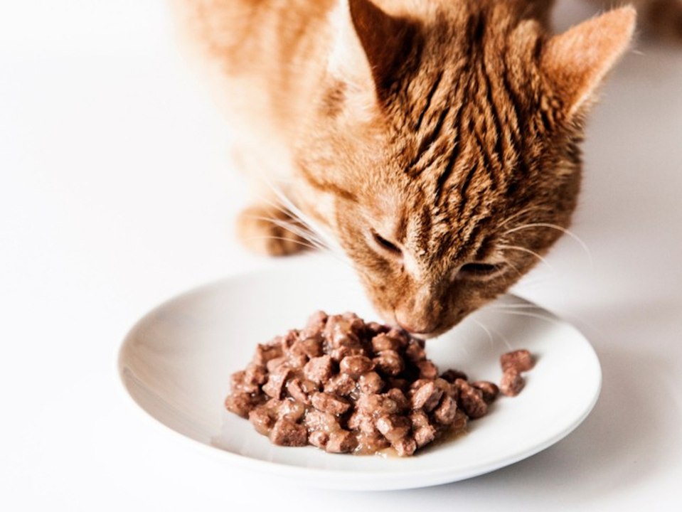 Katzenfutter im test: billigmarken schlagen die markenprodukte