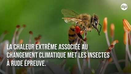 Cette étude alarmante montre à quel point le stress thermique affecte la fertilité des insectes